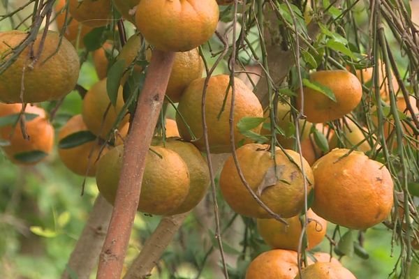 Canala prévoit une production de mandarines en hausse - Nouvelle-Calédonie  la 1ère