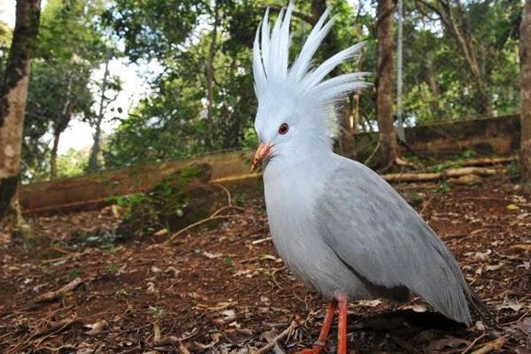 Cagou de Nouvelle-Calédonie