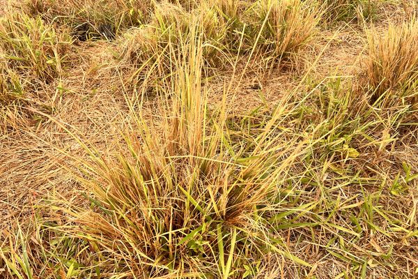 L'Institut agronomique néo-calédonien accompagne les éleveurs pour lutter efficacement contre les espèces envahissantes.