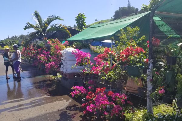 Ces horticulteurs installés à Punaauia depuis 20 ans doivent quitter les lieux durant le dernier trimestre 2022.