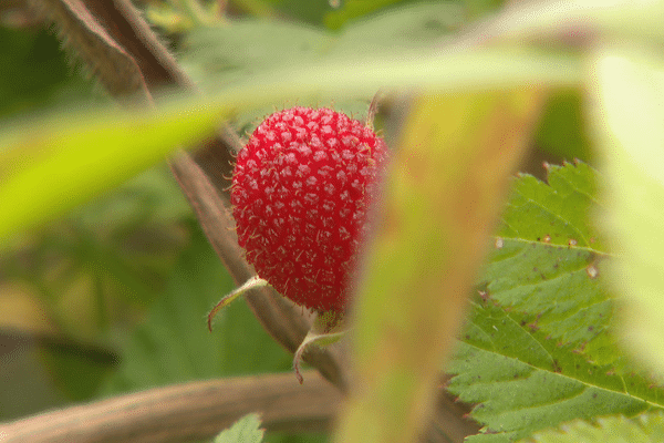 Framboise de Bopope.