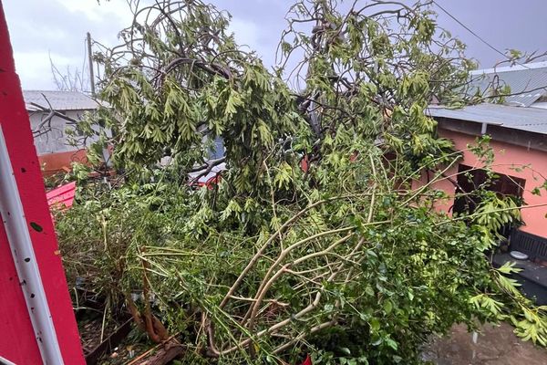 Des arbres couchés après le passage de Chido