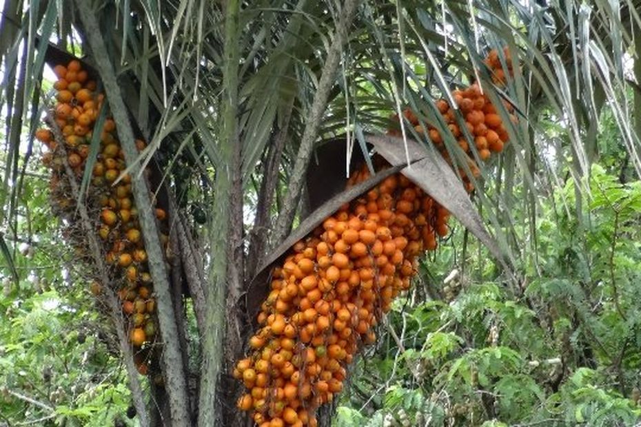 l-awara-le-fruit-aux-multiples-vertus-guyane-la-1-re