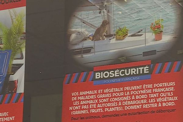 La Direction de la Biosécurité avait lancé une campagne de prévention a destination des animaux de compagnies au début de l'épidémie de la Covid-19.