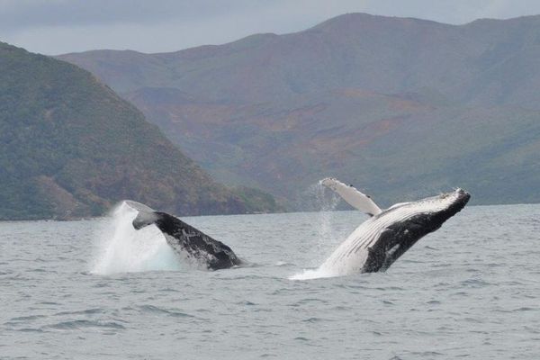 saison des baleines 