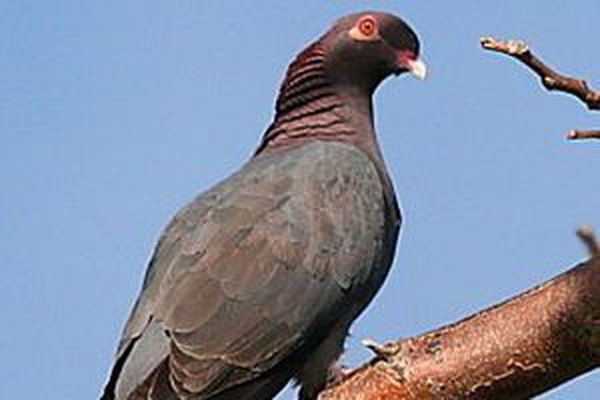 Pigeon à cou rouge