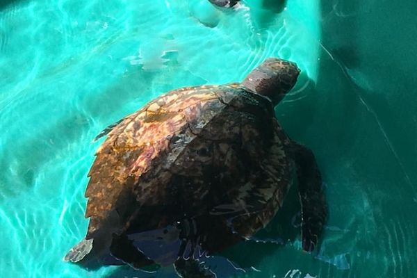 tortue dans le centre de soin de l'Aquarium de la Guadeloupe