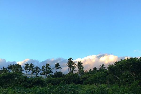 Vent dans les cocotiers