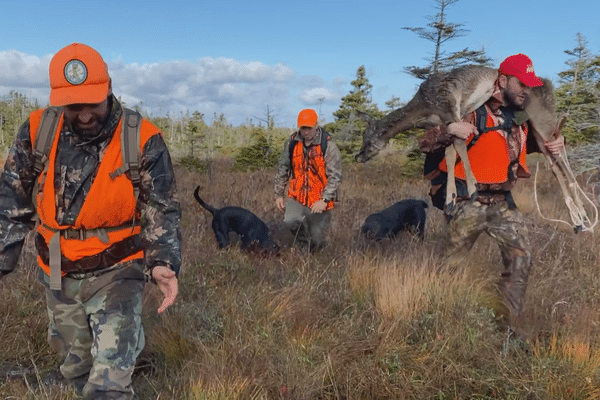 Chasse au chevreuil