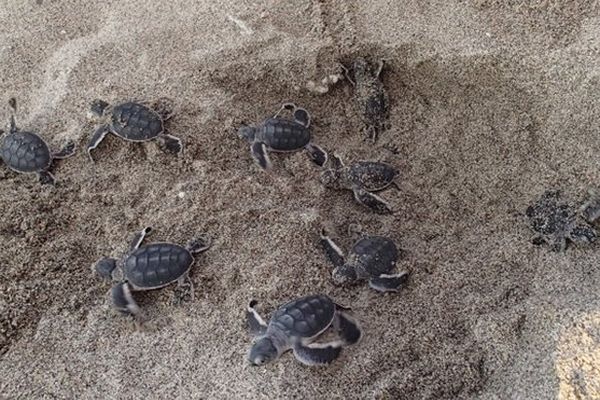 Tortues éclosions