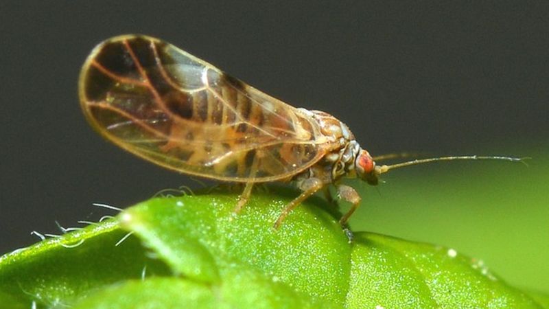 Cochenille asiatique des agrumes, Unaspis yanonensis