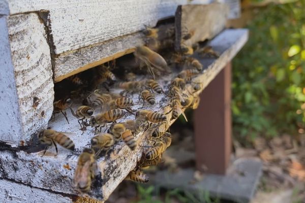Des ruches sentinelles pour contrôler la santé des colonies locales