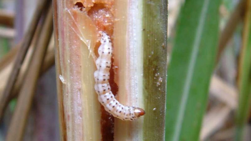 La canne à sucre : une plante… A tout faire ! - Outre-mer la 1ère