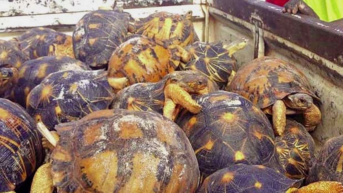 À Madagascar, 19 personnes décèdent après avoir mangé de la tortue de mer -  Courrier picard