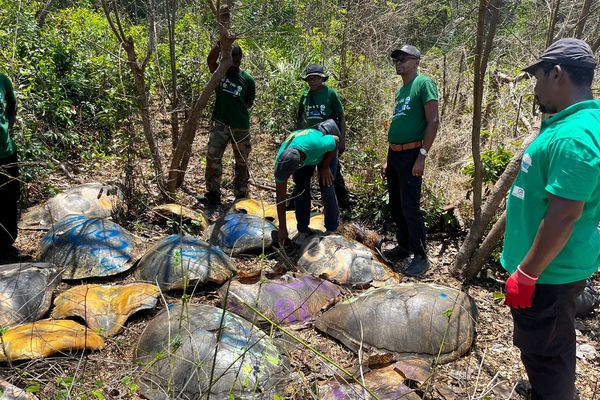 Braconnage, des carcasses de tortues laissées à l'abandon