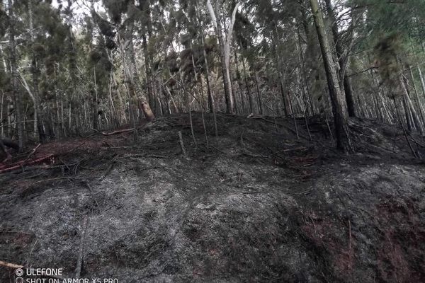 Environ 3000 m2 ont été calcinés.