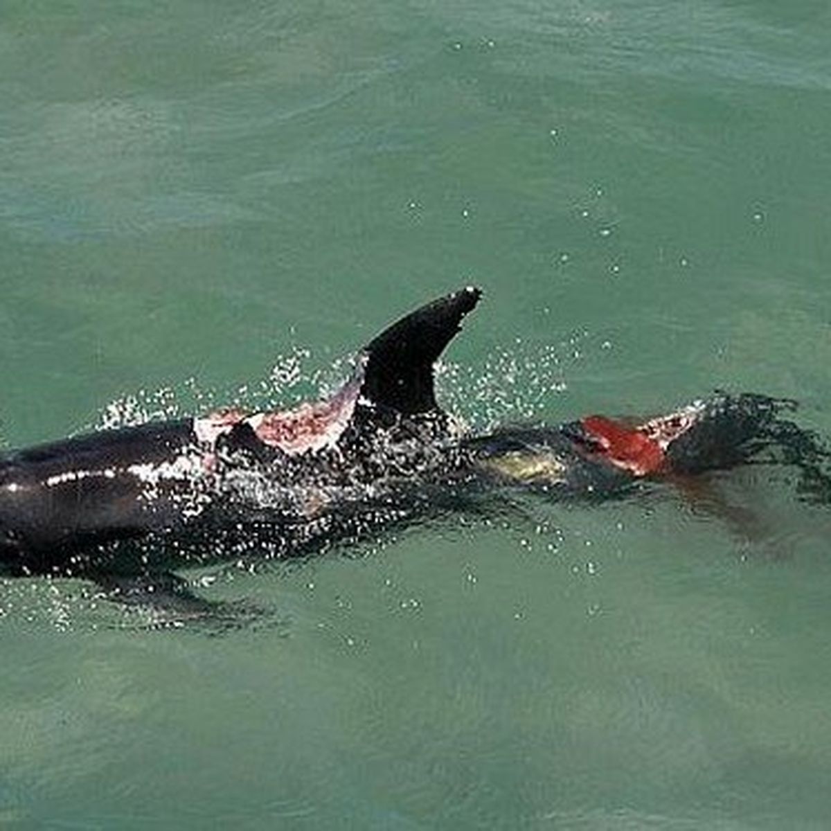 Australie Un dauphin d vor par un requin R union la 1 re