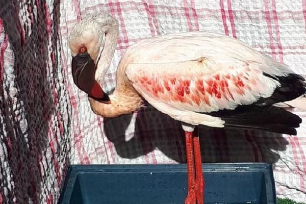 Maigre et affaibli, le flamant rose est pris en charge par les soignants de la SEOR.