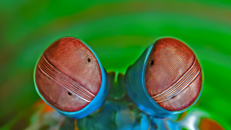 Concours photos du Festival de l'Océan - thème "série" - Baleine d'or : Miguel Ramirez