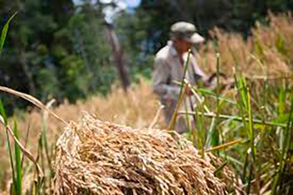 Journée de l'abattis