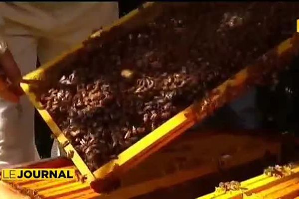 L’apiculture calédonienne victime de la loque américaine