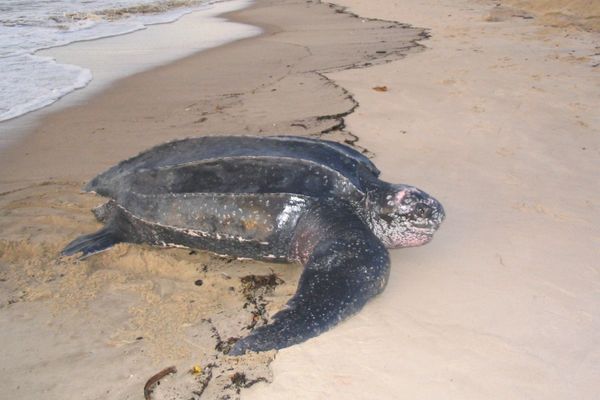 Une tortue luth vient pondre sur une plage de Guyane