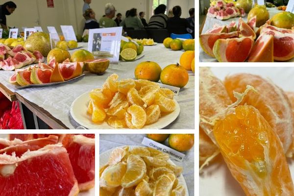 De nombreuses variétés d'agrumes ont été proposées à la dégustation aux professionnels de la filière fruits et légumes réunis, mardi 19 juillet, à Païta.