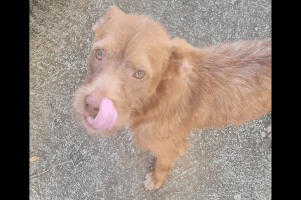 Garou, jeune chien victime de maltraitance animale
