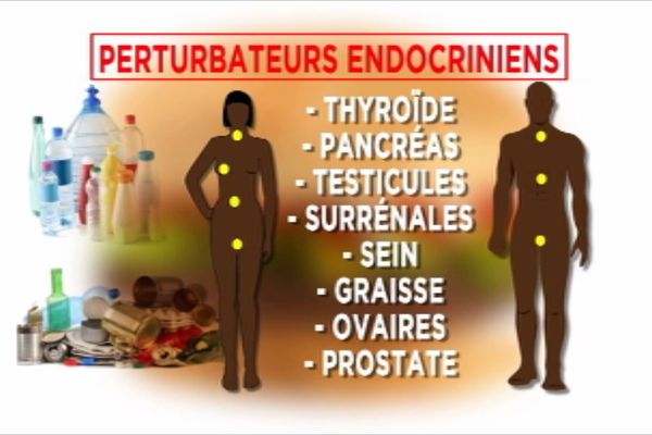 perturbateurs endocriniens