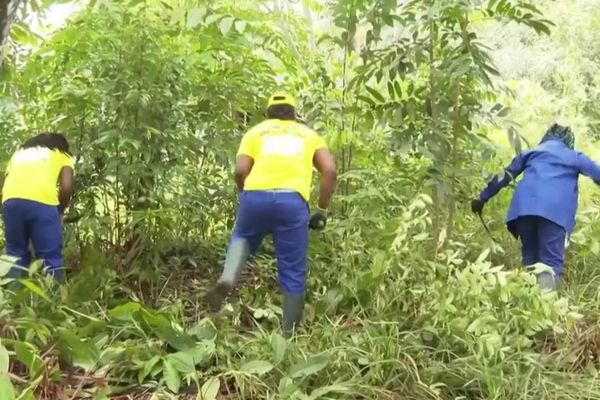 D'anciens passeurs de drogue participent à un chantier de travaux d'intérêt général à Kourou