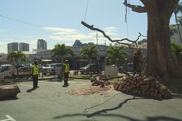 Abattage du caïlcédrat de la mairie de Nouméa