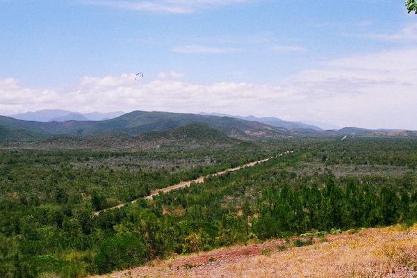 Plaine des Gaïacs (Pouembout)