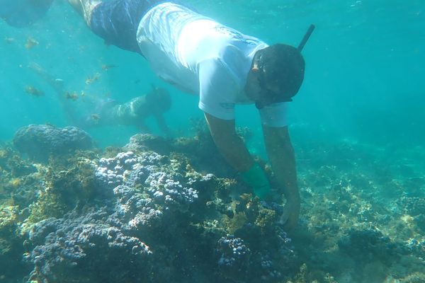 Surveillance coraux à Teahupoo