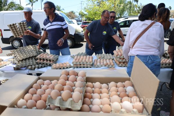 Une distribution d'oeufs gratuits à Saint-Denis ce 9 octobre