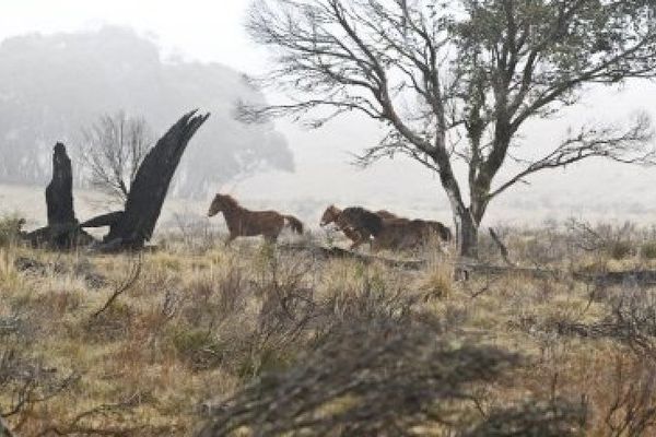 Chevaux sauvages Australie 