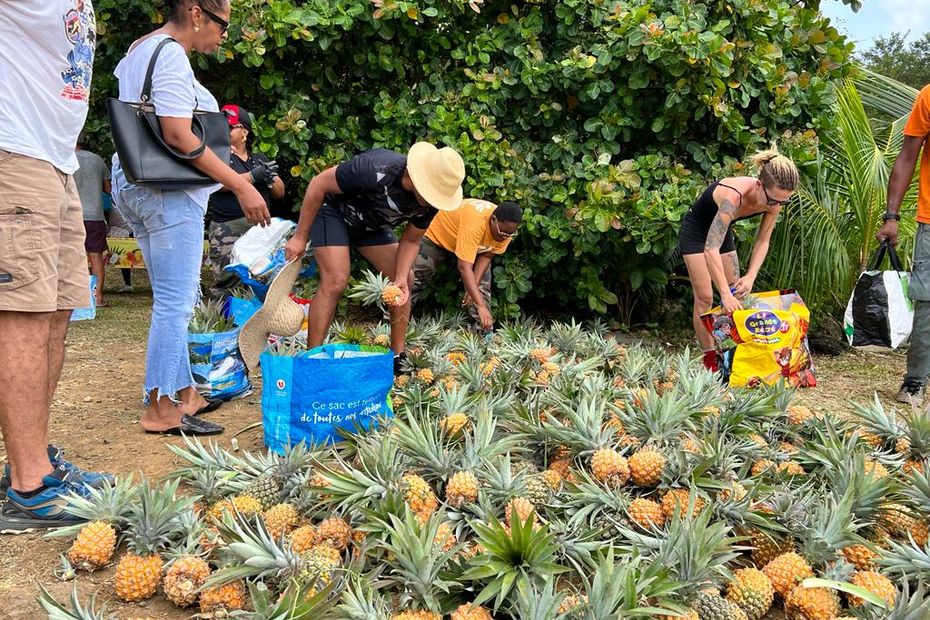 Citizen gleaning against food waste in Le Lamentin