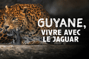 "Guyane, vivre avec le jaguar" : rencontre avec le dieu de la forêt amazonienne