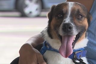 Trouver Une Famille à Des Chiens Abandonnés Martinique La 1ère