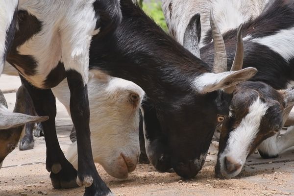 Des chèvres d'élevage utiles pour le lait et dont la chair pourra désormais être vendue dans les restaurants de Tahiti.