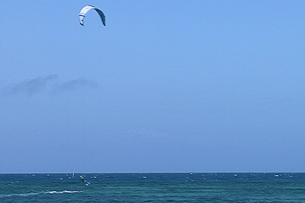 Requins suite NC période