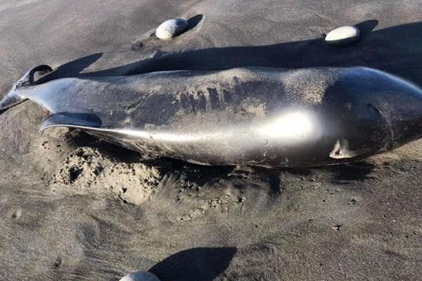 bébé cachalot retrouvé mort