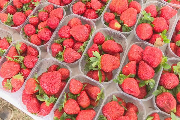 25ème édition de la Fête de la Fraise