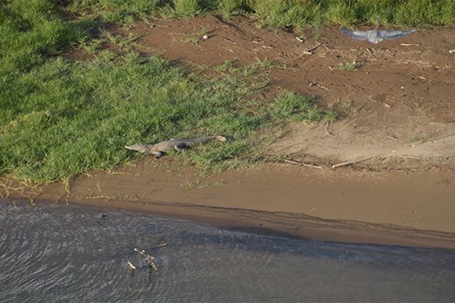 Georges, the Lamentin crocodile is a dangerous animal