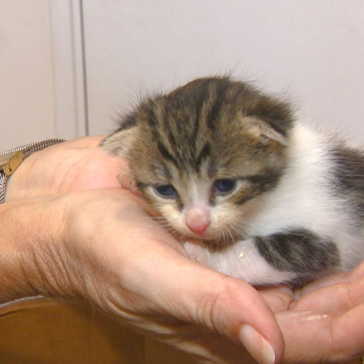 Ces Innombrables Chiens Et Chats Qu On Abandonne Nouvelle Caledonie La 1e