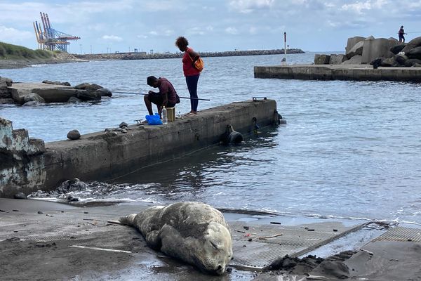 Eléphante de mer échouée au Port, jetée