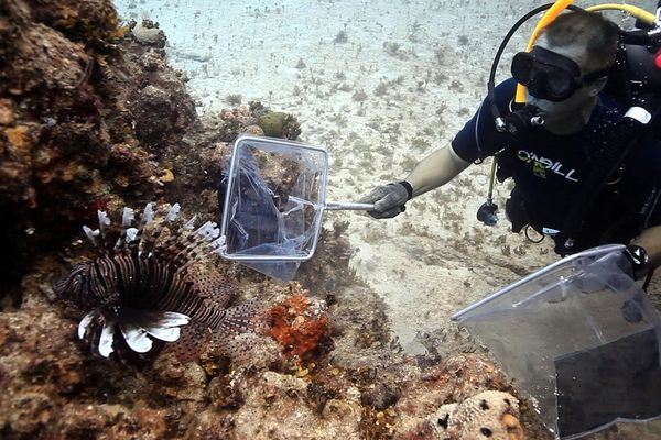 Caraibe, alerte au poisson-lion