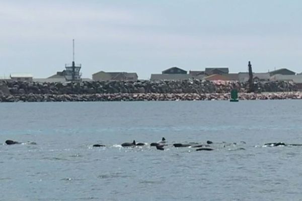 24 globicéphales accompagnant une femelle malade et désorientée se déplacent dans le port de Saint-Pierre avant d'être guidés vers le large.