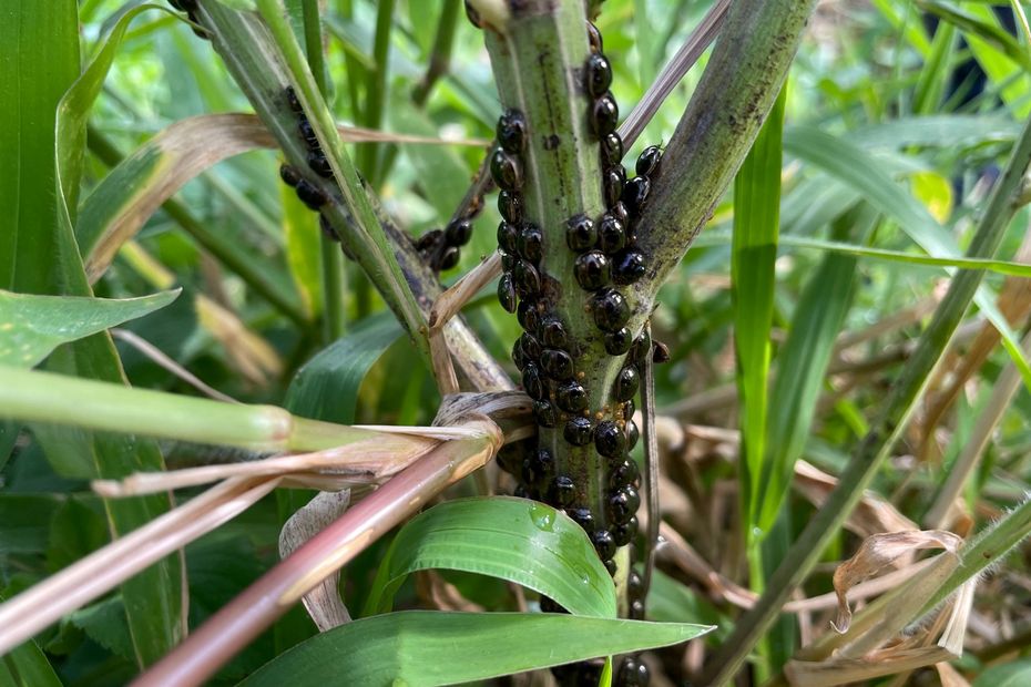 El escarabajo negro, plaga de los guisantes, está presente en Guadalupe