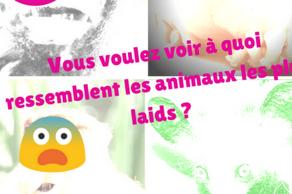 les animaux les plus laids