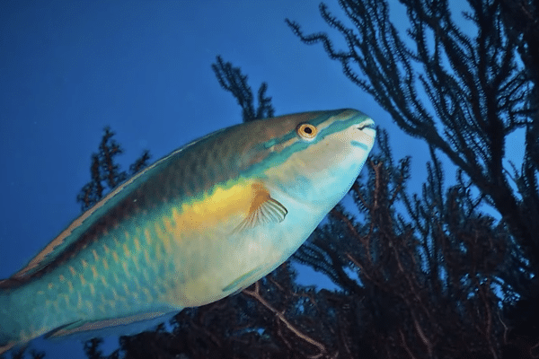 Les fonds marins de Terre-de-Bas